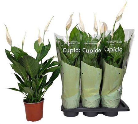 Spath Bingo Cupido