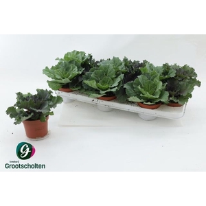 BRASSICA (SIERKOOL)