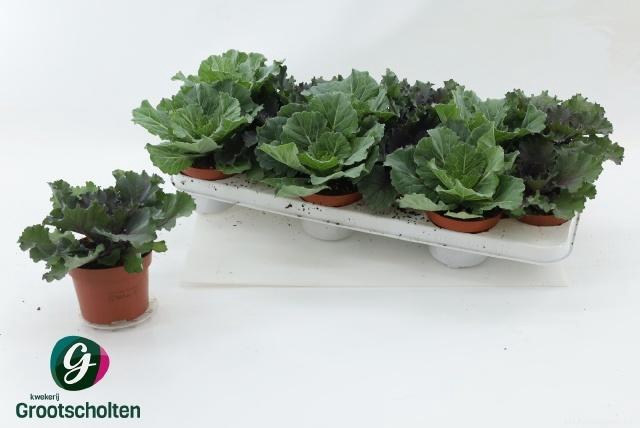 <h4>BRASSICA (SIERKOOL)</h4>