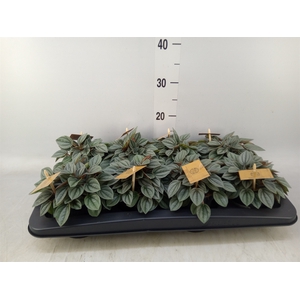 Peperomia  'Napoli Nights'