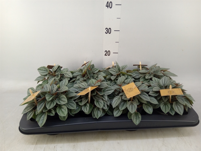 <h4>Peperomia  'Napoli Nights'</h4>