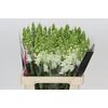 Antirrhinum Potomac White