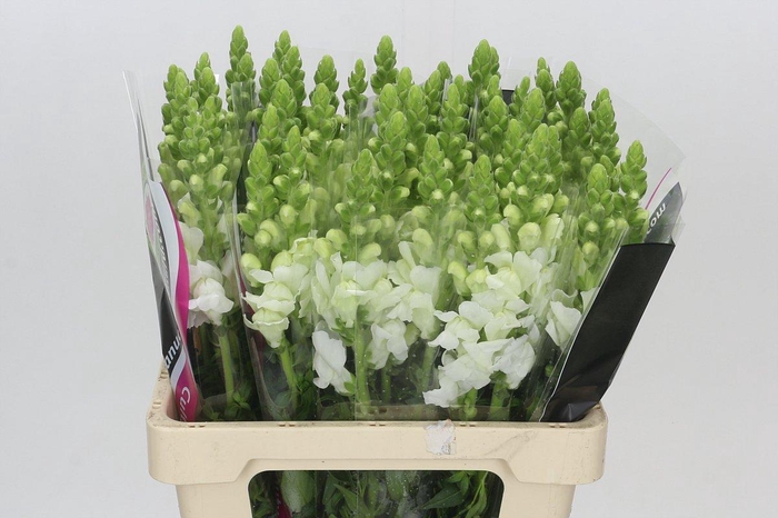 <h4>Antirrhinum Potomac White</h4>