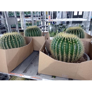 Echinocactus grusonii