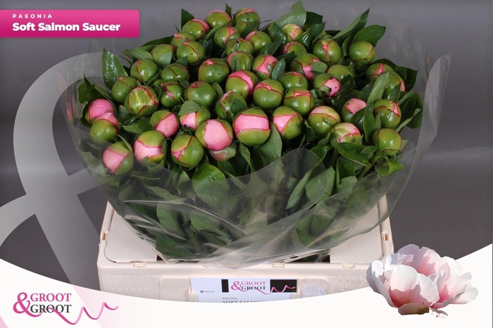 <h4>PAEO S SALMON SAUCER</h4>