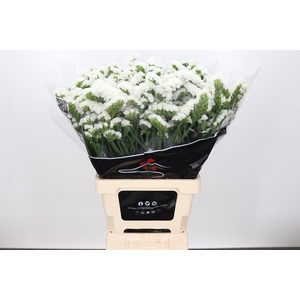 Lim Statice Crystal White