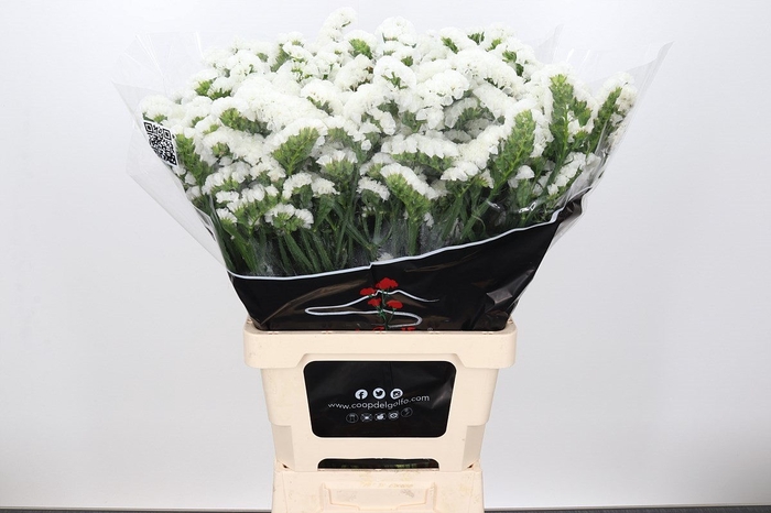 Lim Statice Crystal White