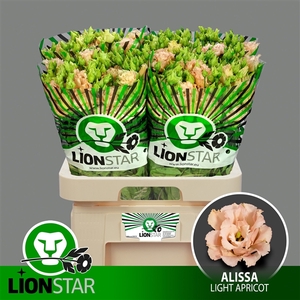 Alissa Light Apricot