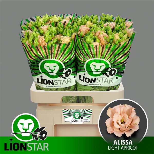 <h4>Alissa Light Apricot</h4>