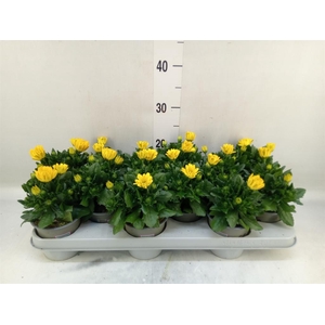 Osteospermum  'Margarita Yellow'