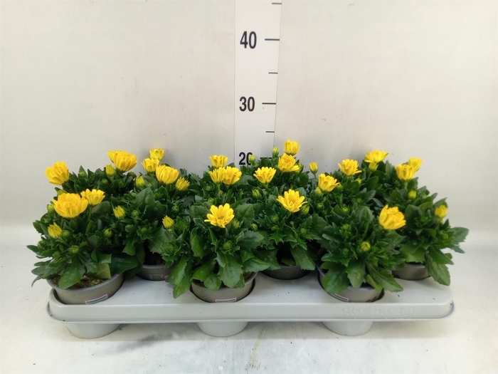<h4>Osteospermum 'Margarita Yellow'</h4>