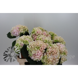 Hydrangea my beautiful pinktouch classic