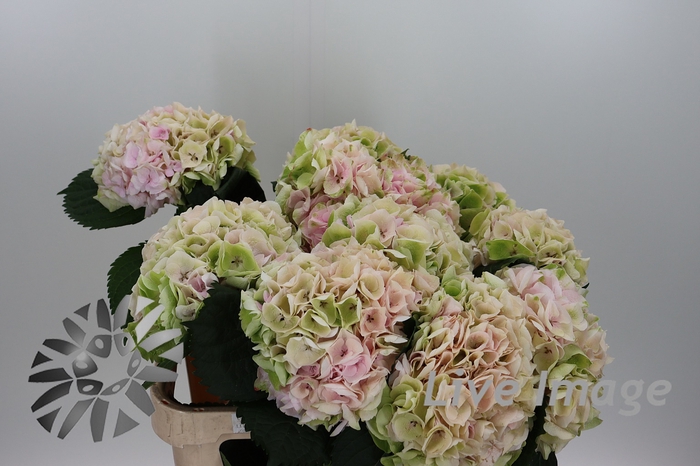 <h4>Hydrangea my beautiful pinktouch classic</h4>