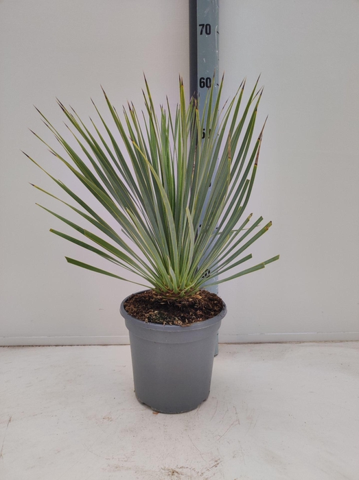 <h4>Yucca Rostrata</h4>