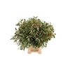 Euca Populus Bes Kort (x20)