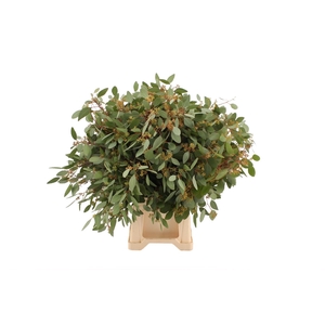 Euca Populus Bes (kleine Besjes)