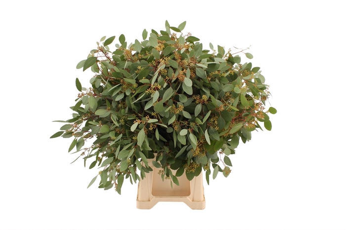 <h4>Euca Populus Bes (kleine Besjes)</h4>