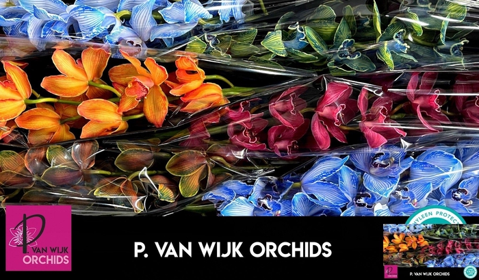 <h4>CYMB T KLB H%</h4>