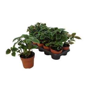 PILEA MO MOON VALLEY