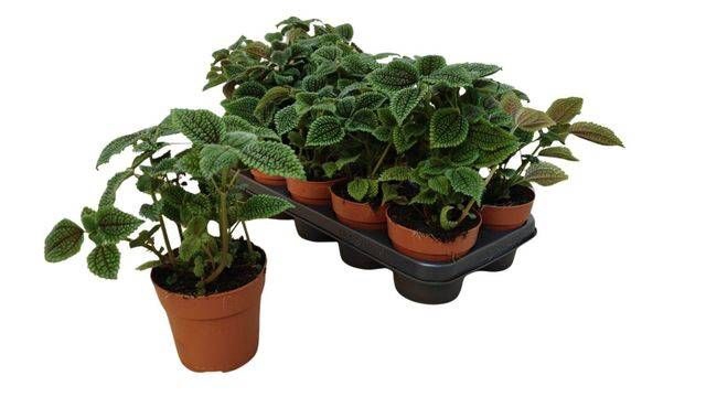 <h4>PILEA MO MOON VALLEY</h4>