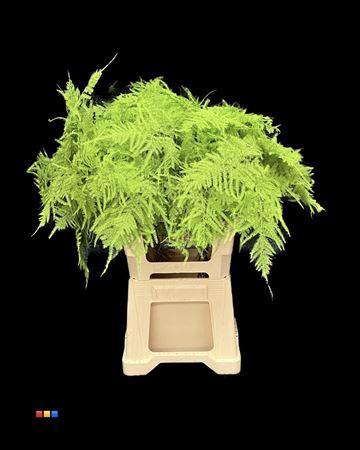 <h4>Asp Extra Green</h4>