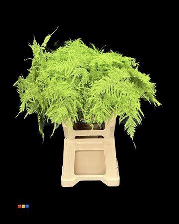 <h4>Asp Extra Green</h4>