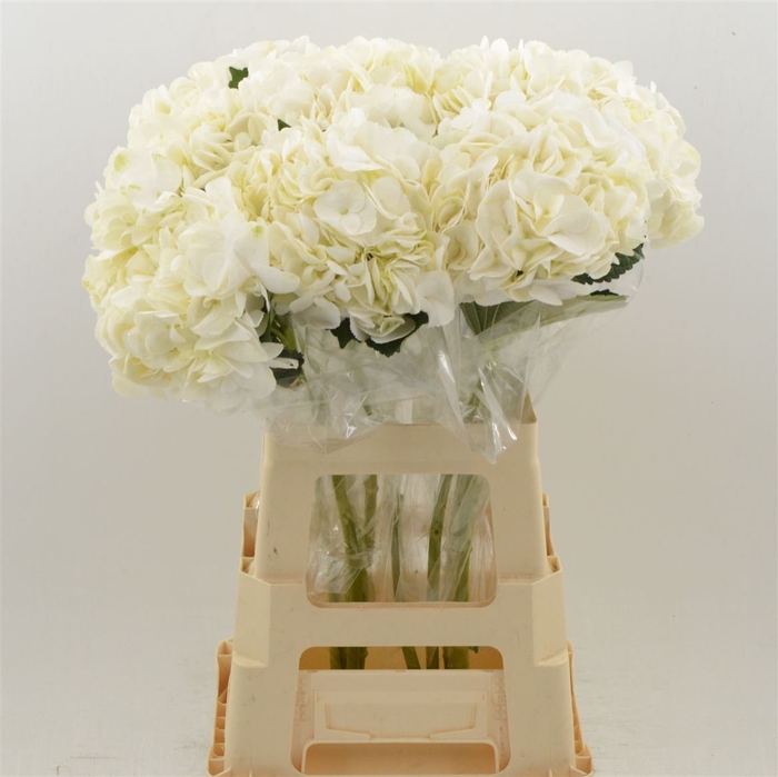 <h4>Hydrangea Ice Age | Wit</h4>