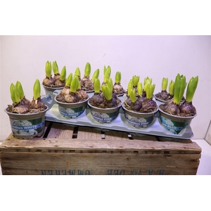 arr8 Hyacin Gem 3 Kl