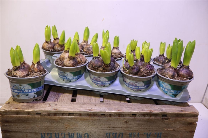 <h4>arr8 Hyacin Gem 3 Kl</h4>