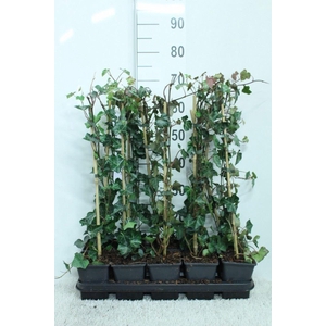 Hedera hibernica