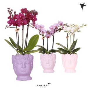 Kolibri Orchids Phalaenopsis mix 3 spike in Fruity Head pot pink