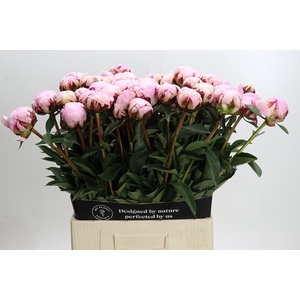 Paeonia Reine Hortense XXL