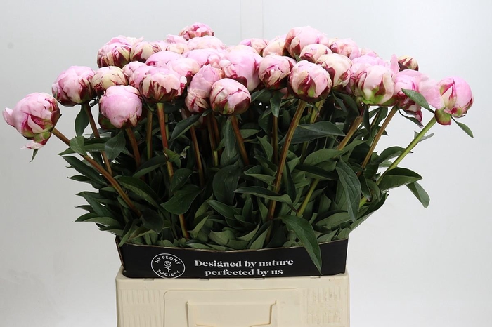 <h4>Paeonia Reine Hortense XXL</h4>