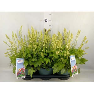 Heucherella  'Pink Revolution'