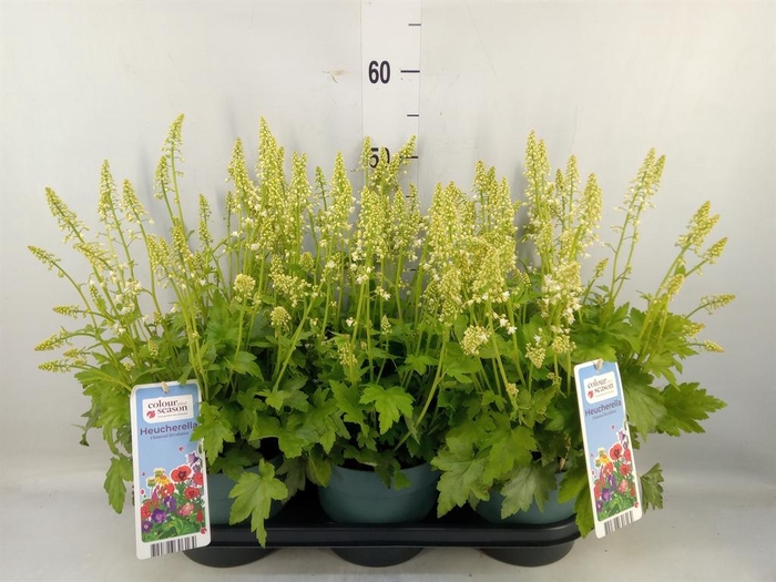 <h4>Heucherella  'Pink Revolution'</h4>