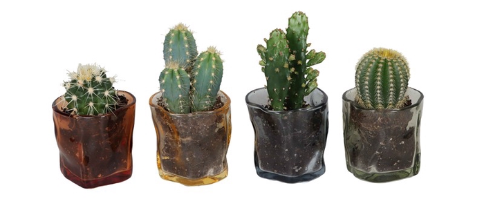 CACTACEAE MIX L 67396