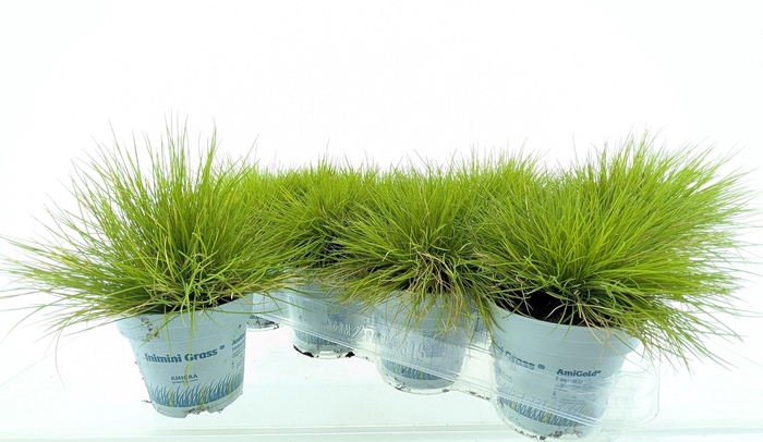 <h4>FEST GL AMIGOLD</h4>