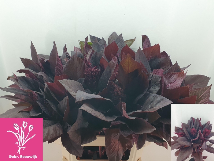 <h4>AMAR CR VELVET</h4>