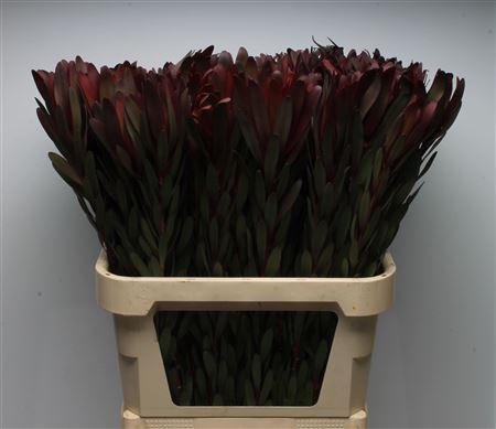 <h4>Leucad Magenta</h4>