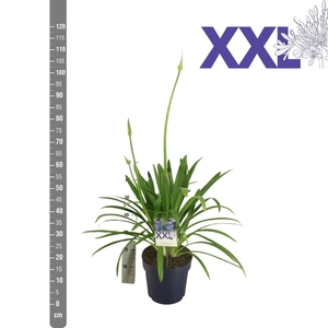 Agapanthus Eydori Blue