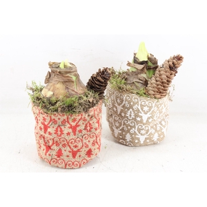 arr4 Amaryllis MB - Xmas zakje kl. 401/12