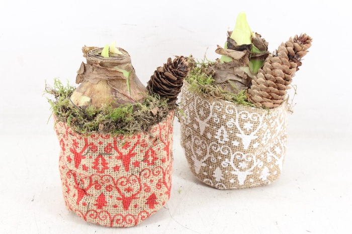 <h4>arr4 Amaryllis MB - Xmas zakje kl. 401/12</h4>