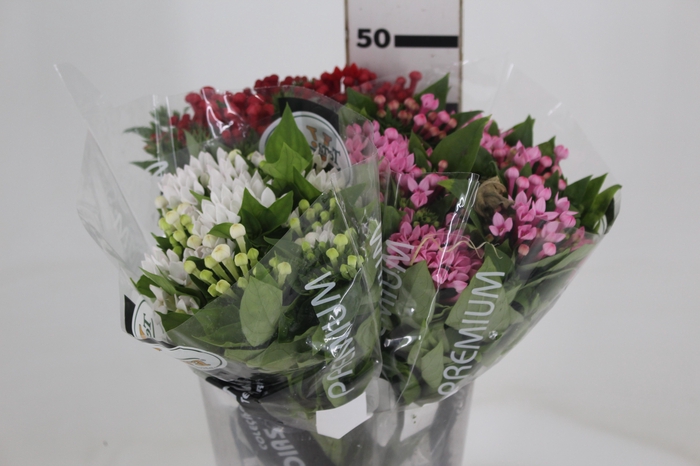 <h4>BOUVARDIA 040 CM</h4>