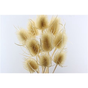 DRY DIPSACUS BLEACHED