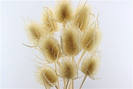 <h4>DRY DIPSACUS BLEACHED</h4>