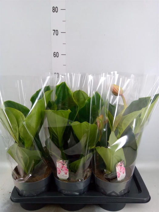 <h4>Medinilla magn. 'Flamenco'</h4>