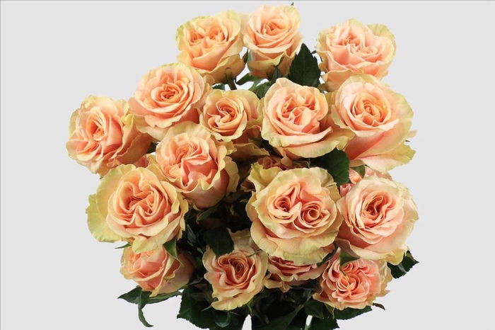 <h4>Rosa ec garden phoenix</h4>