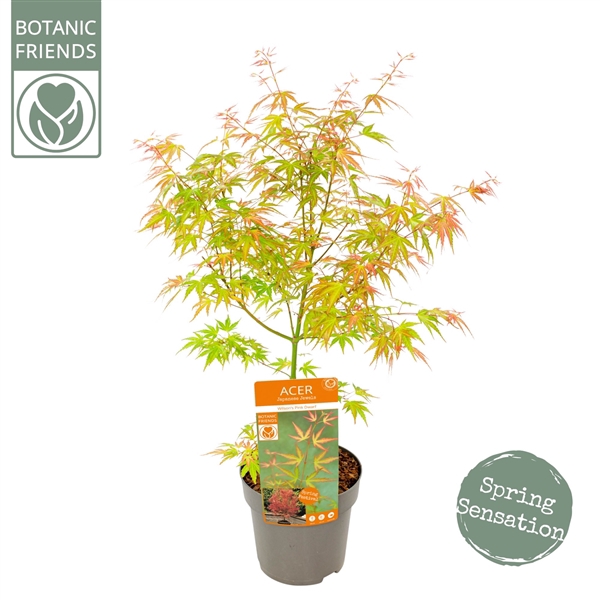 <h4>Acer palm. 'Wilson's Pink Dwarf'</h4>
