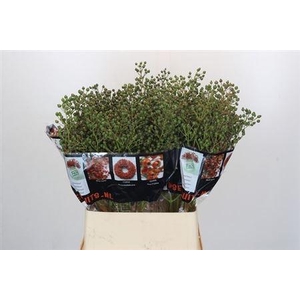 Rosa Autumn Rosefruits Green