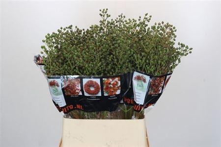 <h4>Rosa Autumn Rosefruits Green</h4>